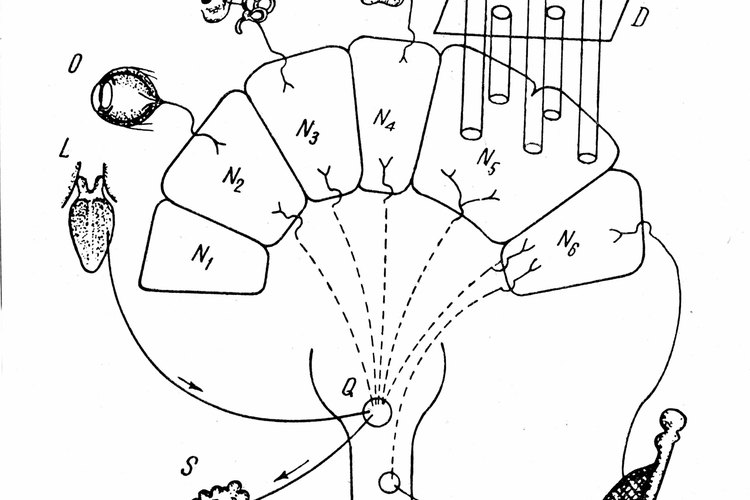 Usa un diagrama del sistema nervioso y del cerebro para explicar SNC y SNP.