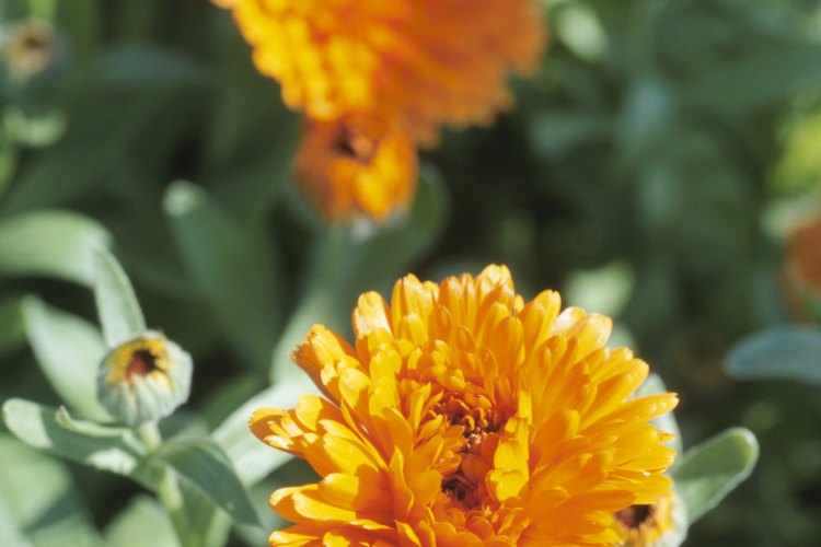 Calendula officinalis, también conocido como caléndula, es un medicamento homeopático seguro para aplicar a heridas.