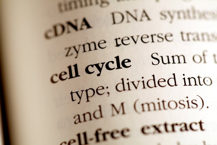 La secuenciación de la molécula de ADN puede ser el primero de una serie de pasos necesarios para averiguar cómo los nucleótidos específicos en una molécula de ADN interactúan unos con otros y codifican características diferentes en un organismo.