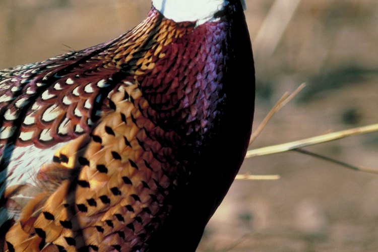 Con cuidado, arranca las plumas de las aves de caza para evitar que se rompa la piel.