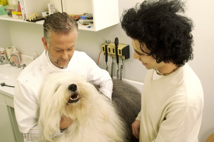 Es importante que visites al veterinario si tu mascota tiene algún problema de salud.