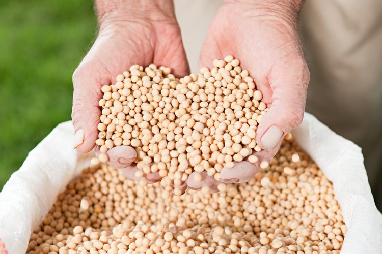 Aprende un poco más sobre la proteína de soya.