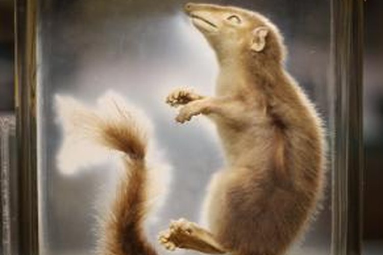 Poisonous Shrews | Pets on Mom.com