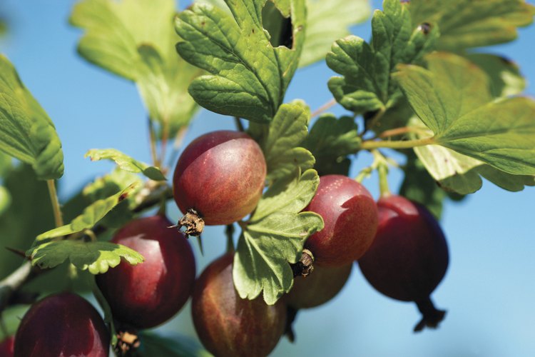 Las grosellas se consideran una fruta solanácea.