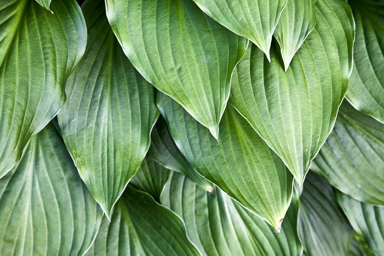 are-hosta-plants-poisonous-to-dogs-and-cats