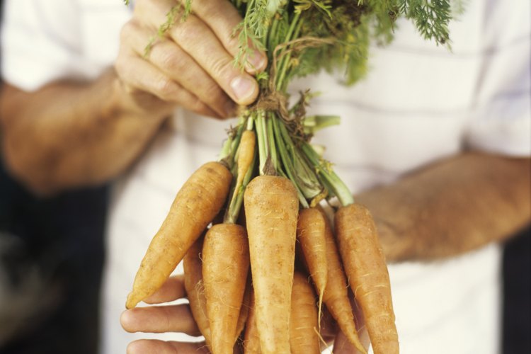 Las zanahorias bebés son zanahorias maduras pequeñas.