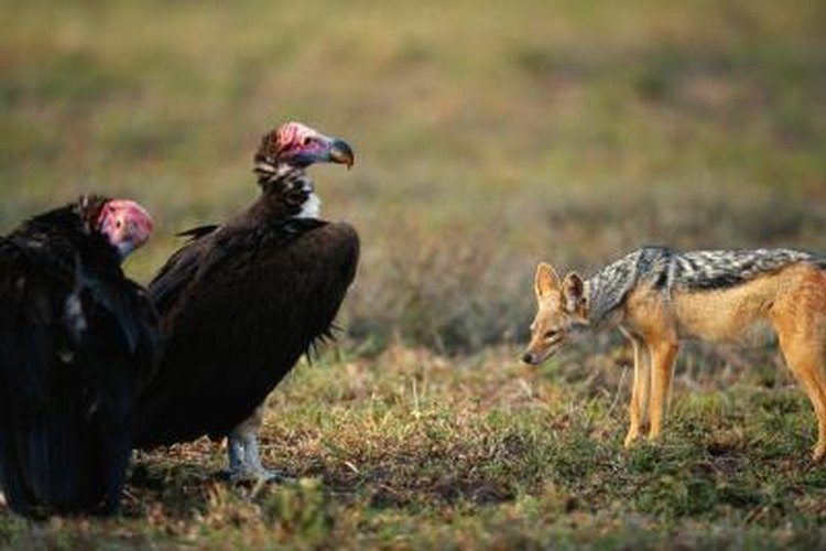 vulture bird eating human