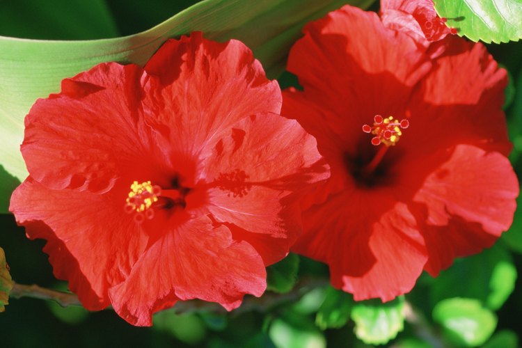 El hibiscus es más que solamente una hermosa flor.