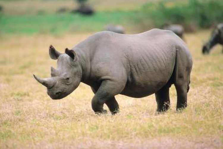 How the Rhino Protects Itself | Pets on 