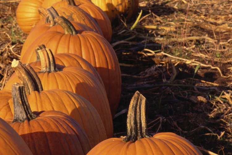 Es cierto que la calabaza puede ayudar a perder peso como una adición saludable a tu dieta.