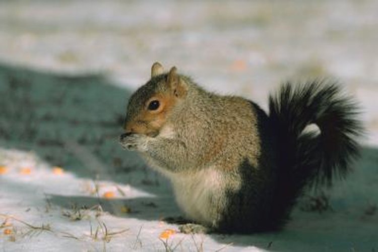The Habitat of the Grey Squirrel | Pets on 