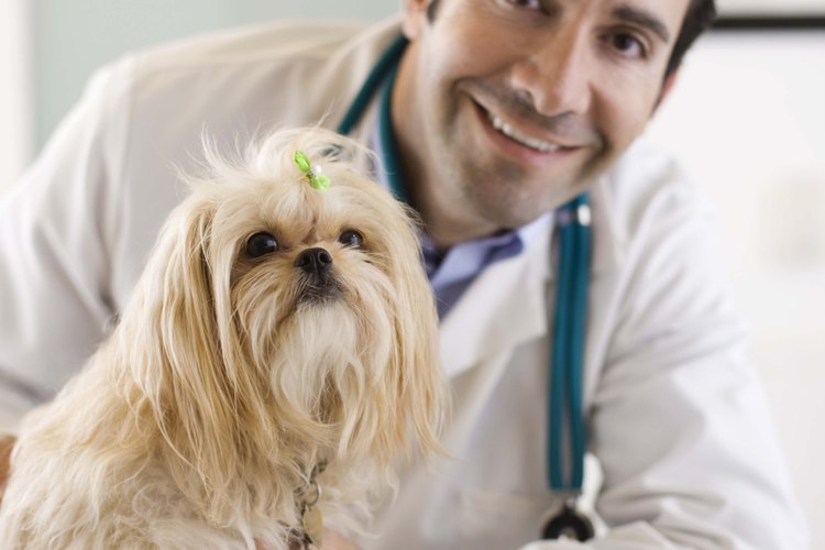 Consulta con tu veterinario para empezar un tratamiento contra la seborrea.