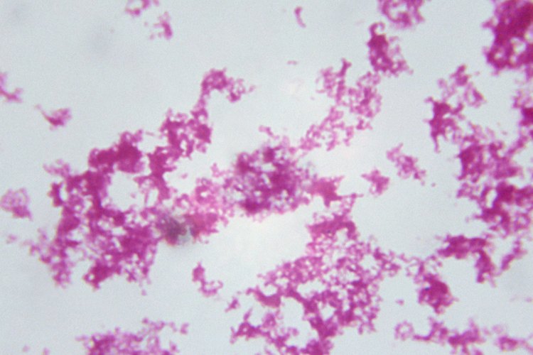 El hongo de la Candida Parapsilosis.