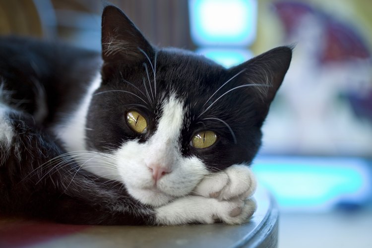 Por lo general la nariz de un gato es fresca y húmeda.