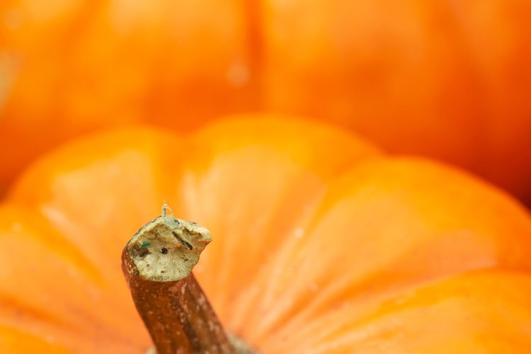 El consumo, contacto e inhalación de los vapores de cocción de la calabaza puede desencadenar una reacción alérgica.