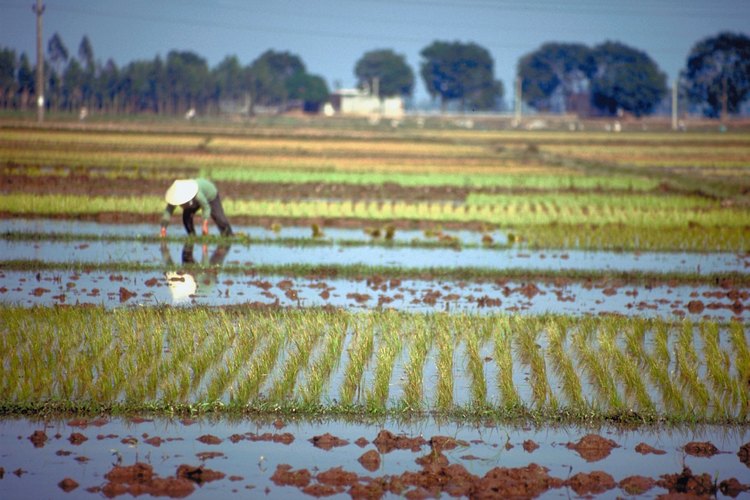 El agua de arroz ayuda a reponer los electrolitos perdidos durante la diarrea aguda.