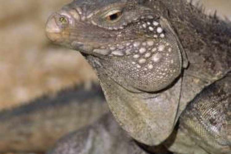 What Makes Nocturnal Animals Only Come Out at Night? | Pets on What Makes Nocturnal Animals Only Come Out at Night? | Pets on