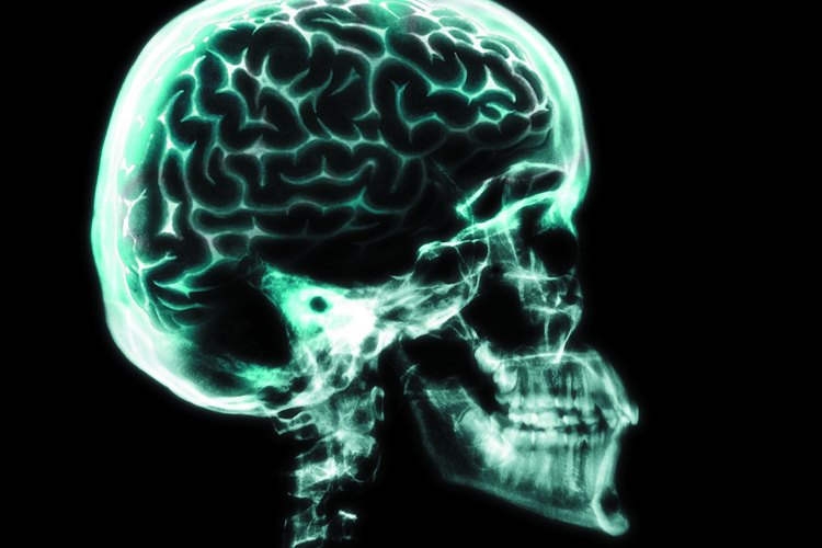 El sistema nervioso central incluye el cerebro, el tallo cerebral y la médula espinal y es la infraestructura principal de la comunicación eléctrica en el cuerpo.