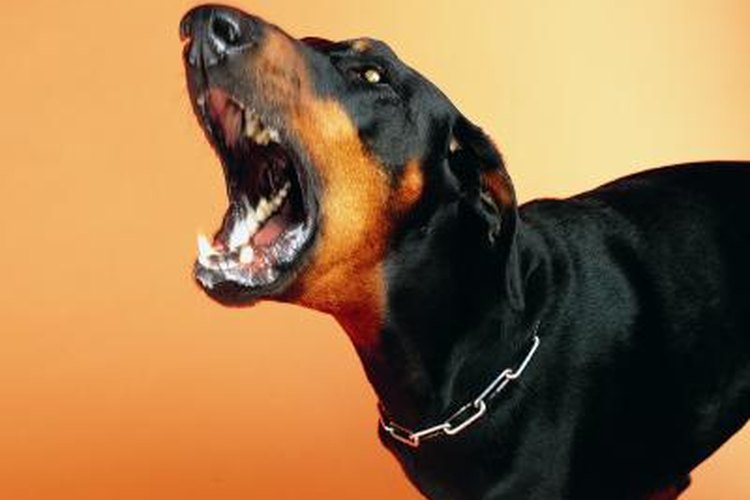 What Types of Predators Attack Goats? | Pets on Mom.com