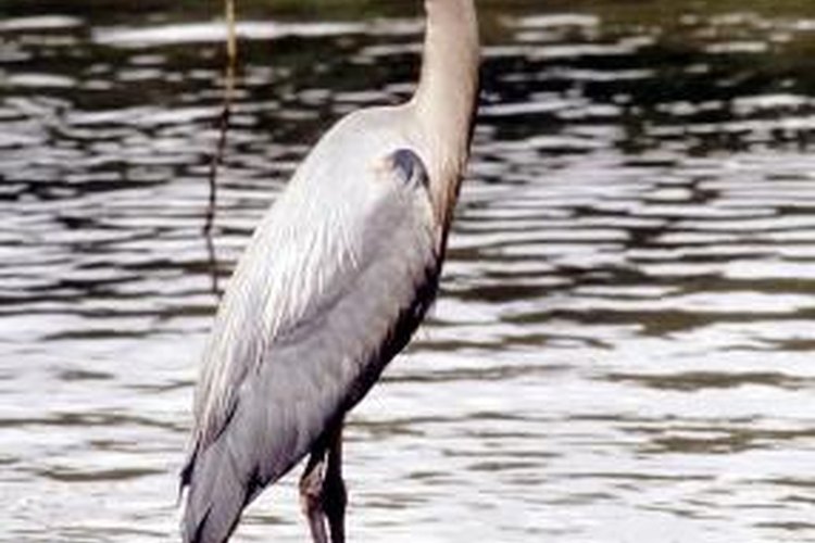 Heron vs egret: what's the difference between these two leggy