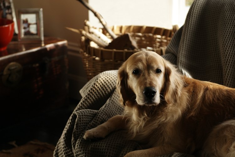 Dog chewing on leg online home remedy