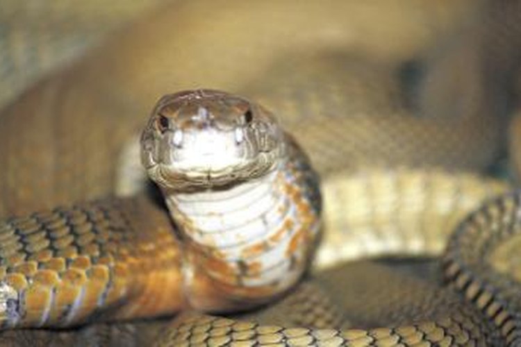 List of Snakes That Live in Egypt | Pets on 