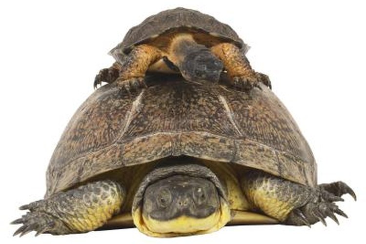 Do tortoises have a skin-covered body under their shell, or does