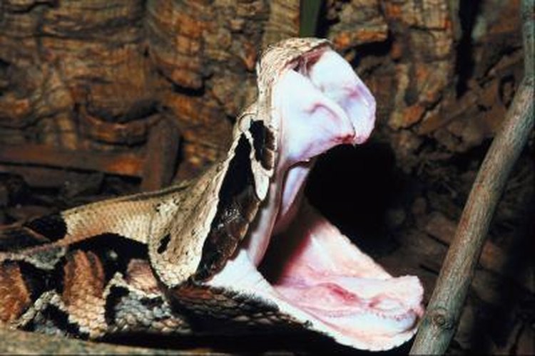 snake fangs and venom