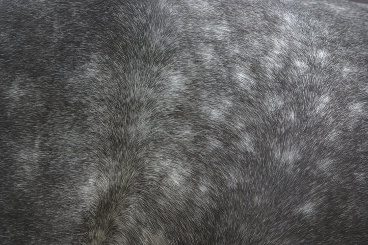 La piel de un caballo es propensa a varios tipos de infección, incluso la podredumbre de la lluvia.