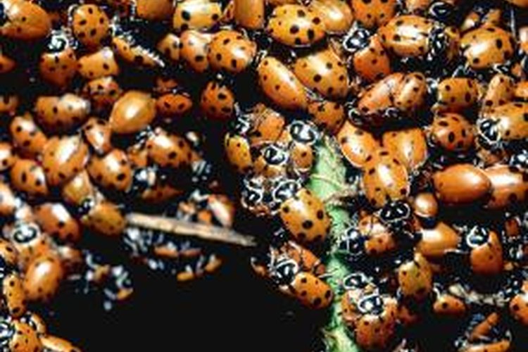 Different Stages in the Metamorphosis of a Ladybug Pets on Mom