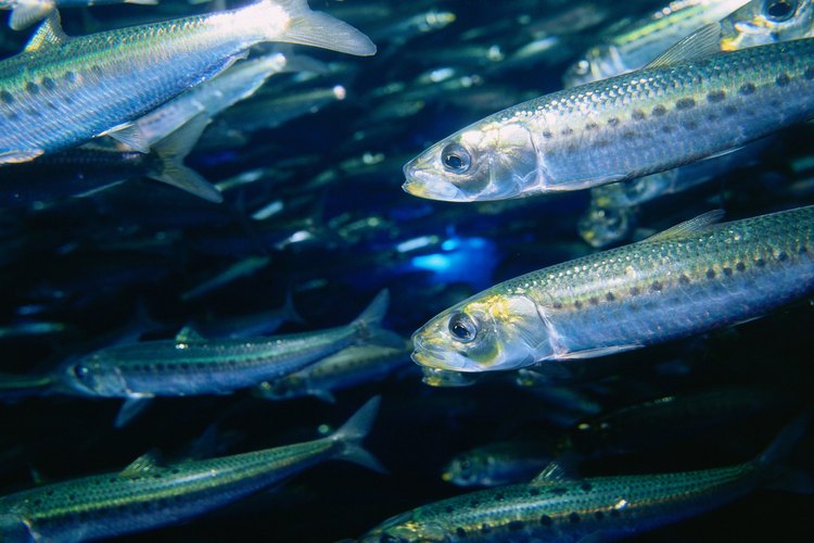 El pescado azul es una importante fuente de Omega 3