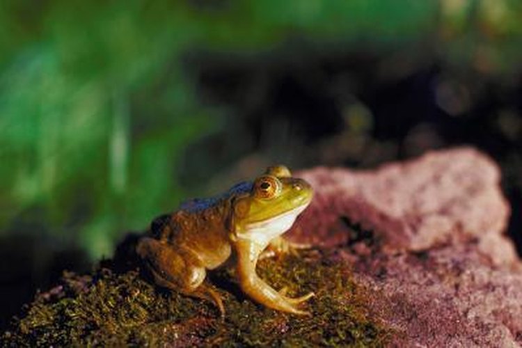 What Is It Called When Frogs Breathe Through Their Skin? | Pets on 