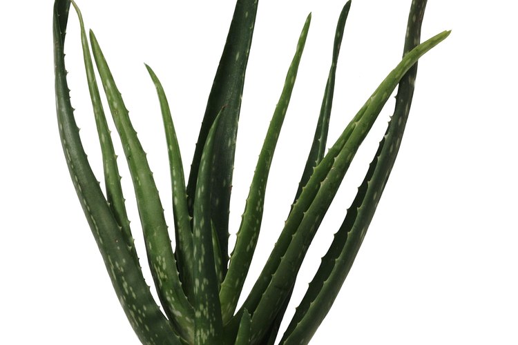 El aloe vera se utiliza ampliamente para uso tópico, pero se ha demostrado que es peligroso cuando se ingiere.