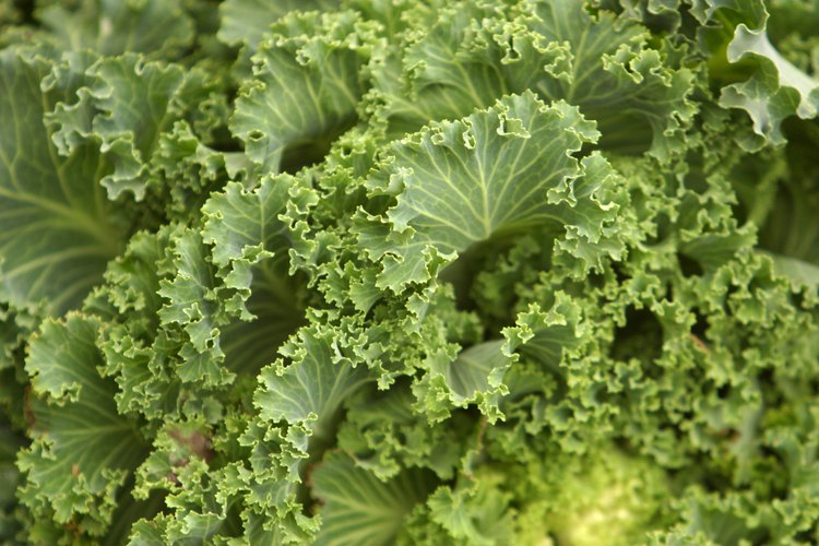 Los vegetales de hoja verde son ricos en vitamina K.