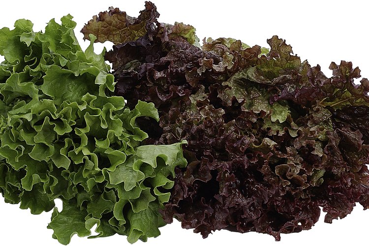 La lechuga morada es una fuente rica de vitamina A.