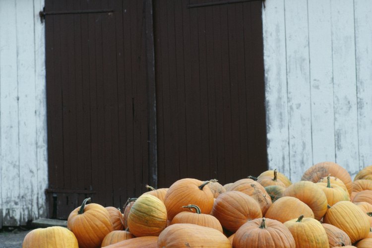 El zapallo espagueti (spaghetti squash), una verdura con la inusual apariencia de fideos finos, tiene bajo contenido de azúcar.