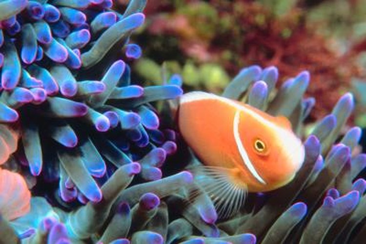 How to Lower the Phosphate in a Saltwater Aquarium | Pets on Mom.com