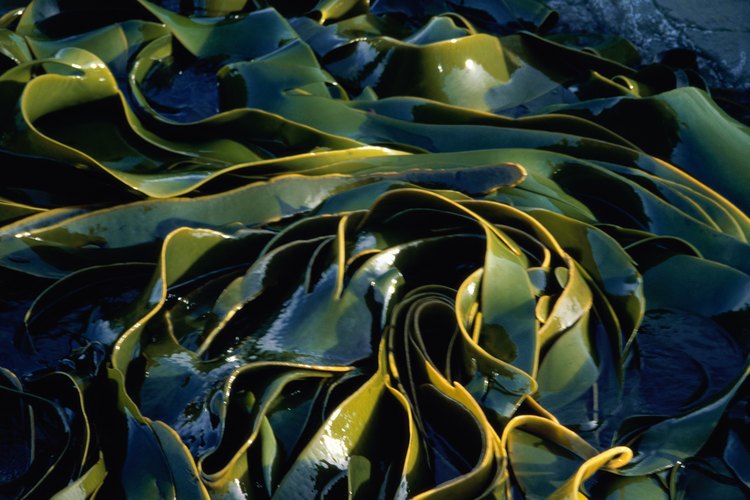 Conoce más acerca de las pastillas de kelp.