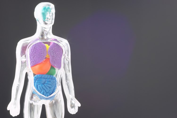 Conoce las funciones de los órganos del cuerpo.