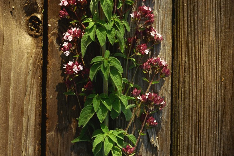 Planta de orégano con flores.