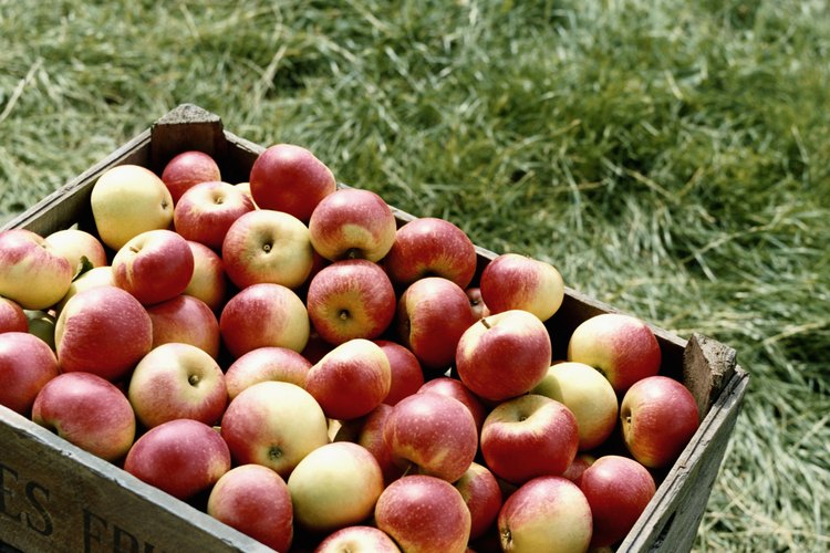 Las manzanas son una comida saludable con alto contenido de fibras y bajas calorías.