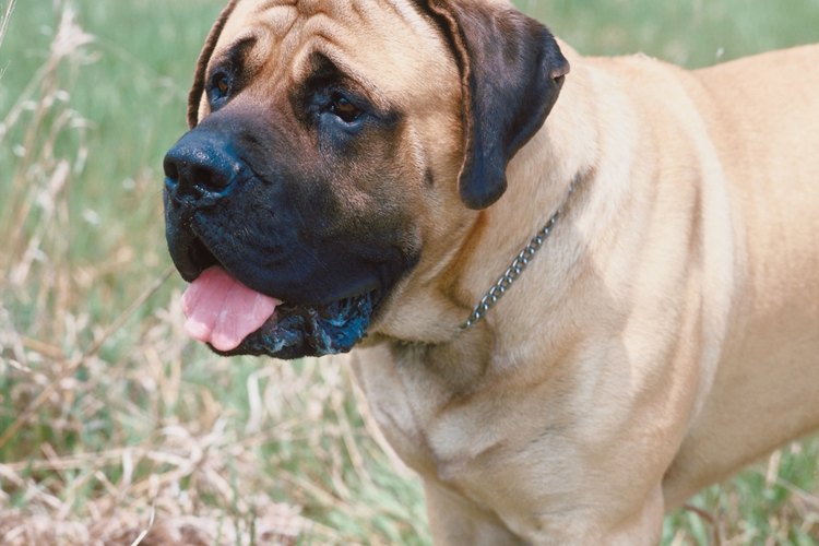 what should i feed my english mastiff