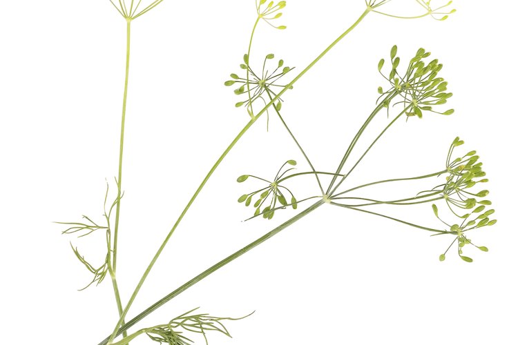 Las semillas de anís son una parte médica de esta planta.