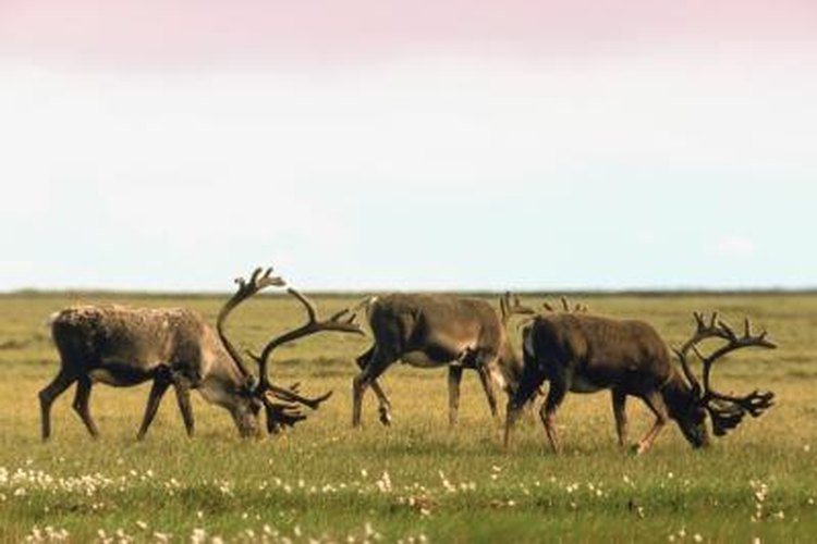 arctic caribou migration