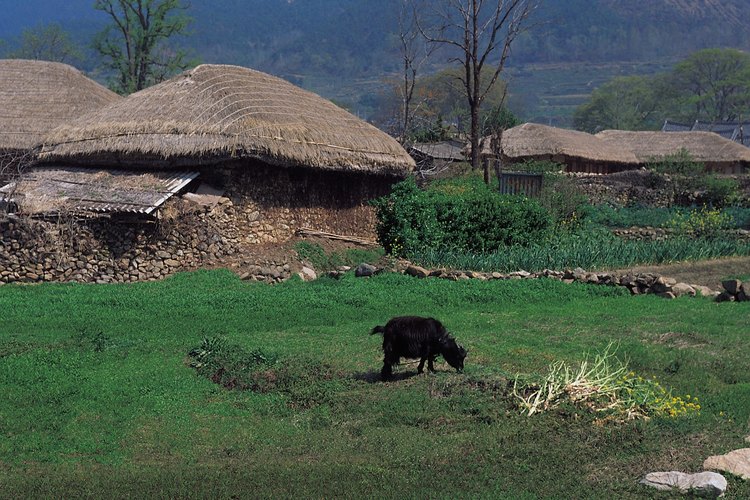 Los corderos karakul vienen de una raza de ovejas originaria de Asia central.