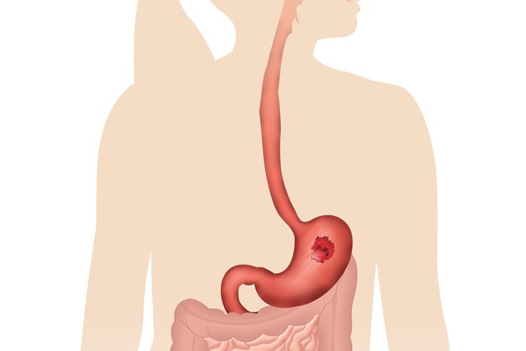 Aparato digestivo: estómago, intestinos y recto.