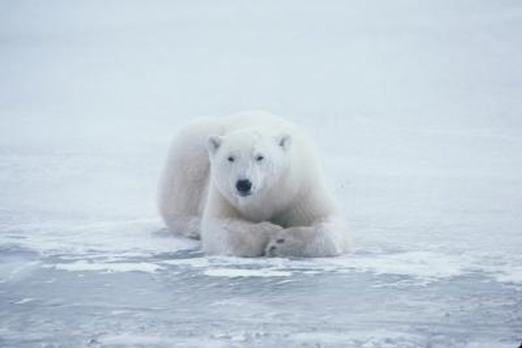 What Might Help an Animal Live in Cold Places? | Pets on What Might Help an Animal Live in Cold Places? | Pets on