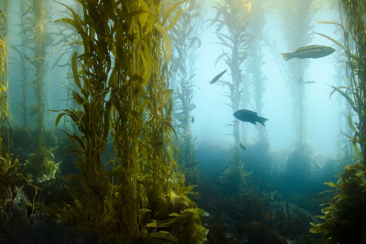 El kelp es un tipo de alga marina que algunos creen ofrece beneficios saludables.