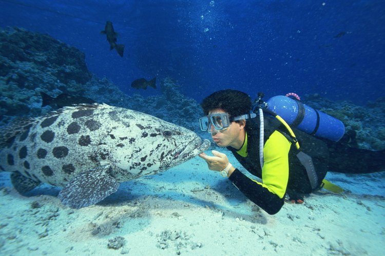 ¡Aprende a llenar tus tanques de buceo en casa!