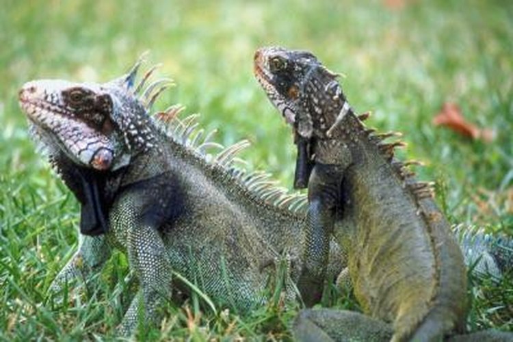 Why Do Iguanas Bob Their Head 